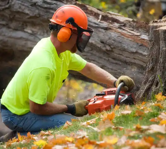 tree services Dallas